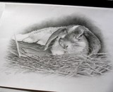 by Paula C. L. Santos