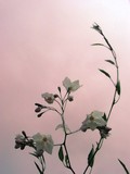 by Sandra Beraha