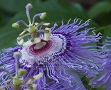 by Joyce Hutchinson