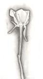 by LeMae Morrissey