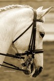 by CowGirlZen Artworks