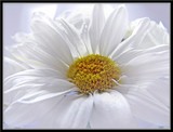 by DEE JOBES PHOTOGRAPHY