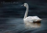 by Bonnie Latham