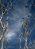 by Randy McCullough