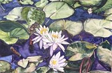 by Caroline A. Doucette