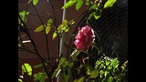 by Radha Indu Rana