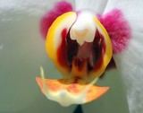by Bonnie Newton
