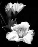 by Nancy Aldrich