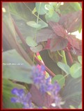 by Heli Aarniranta