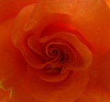 by Dianne Knoll
