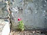 by malia macheel