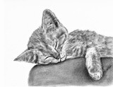 by Paula  Bodger