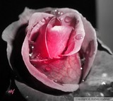 by Stefani Wehner