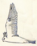 by Dana Koffenberger