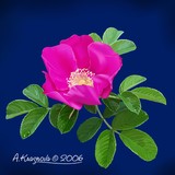by Anastasya Krasnova