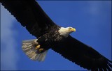 by Harry Eggens