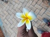 by Sree Ranjitha