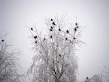 by Sabina Oelerking