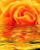 by Terry Harris