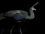 by Heather Ward
