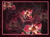 by Minnie Shuler