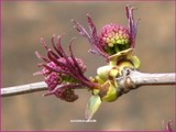by Heli Aarniranta