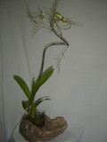 by Pedra Viva mini jardins