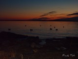 by Frank Toti