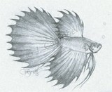 by Jennifer Campbell