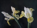 by Cene gál István