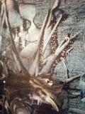 by Sabrina Laughlin