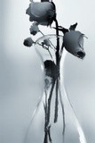 by Christopher Genheimer