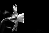 by Scott  Alexander Jack