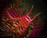 by Carl Huffman