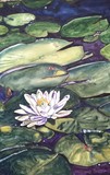 by Caroline A. Doucette