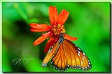 by APHOTO4YOU   