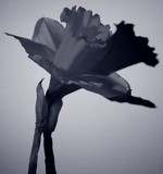 by Nev 