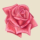 by Ruth Ducker