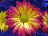 by Darlene Bayne