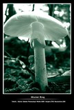 by Murat Kos