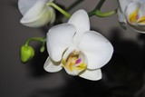 by Debra Kott