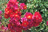 by Debra Kott