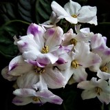 by Marie josé LAURIER