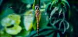 by Agamjot Singh