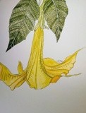 by Nira Dabush