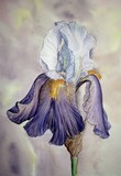 by Tanya Antimirova