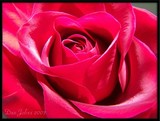 by DEE JOBES PHOTOGRAPHY