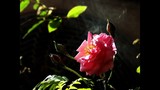 by Radha Indu Rana