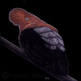 by Heather Ward