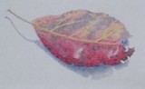 by Regina Calton Burchett
